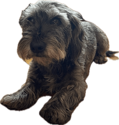 Search Raul Icon